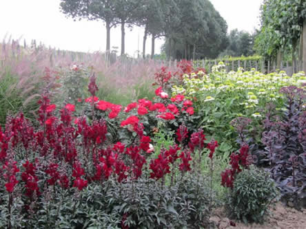 Antirrhinum “Black Prince”